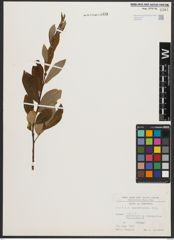 Foto von Salix appendiculata Vill.